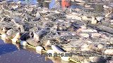 二更视频-20170126-实拍查干湖冬季捕鱼，从百里冰面下捞出数千条大鱼！