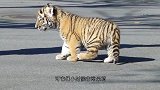 小白虎缠着妈妈练格斗，虎妈妈伸出一只爪子，憋住千万别笑！