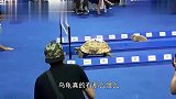 猫咪招惹到了乌龟,乌龟对着猫咪穷追不舍,健步如飞呀