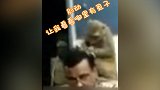 猴子给警察梳头发抓虱子 警察稳如泰山安心工作