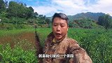 实拍农村茶园百年难遇的景象！就连老茶农都没见过，吓坏全村人