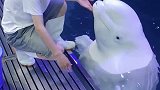 白鲸的白胖白胖就是这么来的
