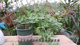 养三角梅，把这几个方面做到位，迅速苏醒冒出花芽