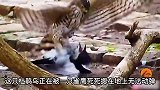 杜鹃鸟被雀鹰死死摁在地上拔毛，剧烈反抗却毫无效果