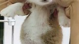 肚子要爆炸