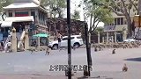 实拍印度街头可怕一幕，近千只猴子涌上街头，名副其实的猴城