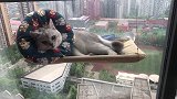 每天努力上班就是为了让你这样悠闲的生活，你感动吗