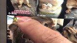 宠物抖主在线卑微～～，新的一周加油！奥利给！