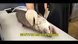 韩国大厨处理鲜活大米鱼，快刀分割做鮛鱼刺身拼盘，这速度太快了