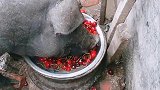 我家猪天天要吃好几斤高价樱桃，为了宠它实在没办法