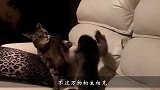 大型撸猫现场，小浣熊强势撸猫，不料猫咪毫无反抗之力