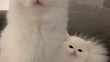 这小猫咪也太可爱了吧