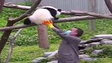 国宝, 快来人啊, 偷熊猫啦