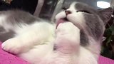 吃手手的猫咪，太可爱了