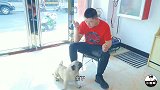 狗场老板这样训狗，连笨笨的巴哥都一教就会，再也不用担心扰民