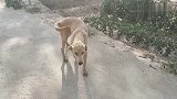 田园犬看家，看见小狗狗被控在水缸，想救却无奈