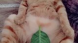 猫：铲屎的，我就想问问啥时给我买衣服！