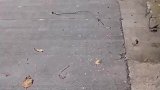 野猪想碰瓷还好有人拍到了，这下有证据了野猪全责