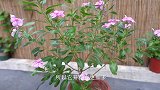 养护长春花，勤做1件事，长势更饱满，花儿持续开！