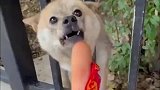狗狗有点猖狂，香肠都不吃！