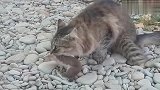 倒霉的黄鼠狼被猫老大死死的咬在嘴中，痛苦的挣扎着