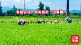 善品公社的发展之路，建立示范基地39万亩，助力乡村振兴！