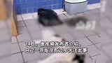 网传女子小区内大面积撒药毒死多条狗，发布者：疑因遛狗不拴绳