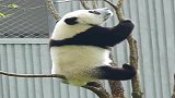 熊猫：此刻，树的内心独白我能怎么办，又惹不起