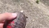 男子日行一善放生乌龟，下秒龟壳磨得冒火星子