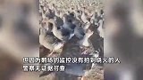 村民烧秸秆引燃鹅棚，烧死5000只鹅苗，外地养殖户：损失40多万，本地村民不作证