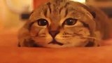 正在看恐怖片的猫咪 吓成飞机耳