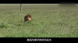 雄狮落单，被鬣狗团团围住，狮子能否逃脱？