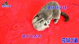 母猫绝育后性格大变，逗人举止把一旁的小猫看呆了：风一样的女子