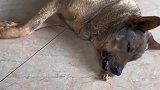 当狗子睡着时，偷偷放一块骨头在它面前，护食的反应立马呈现了出来