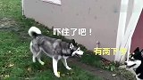 一只会飞檐走壁的二哈，旁边一只都吓懵逼了
