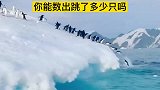 迈着自信的步伐，企鹅跳水了，也太可爱了吧！