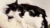 原来猫也会枕着别的猫的手臂睡
