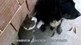 猴子被猫咪扇一巴掌，下一波操作让猴子“傻”了！镜头拍下全程