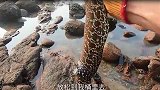 阿文赶海遇到鳗鱼聚集地，连鲨鱼都来了，抓嗨了根本没法控制自己