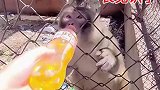 爱喝饮料的猴子，长见识了