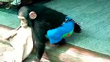 身体虽然被链子所束缚，但活波可爱的小猩猩，还是很会玩的！