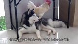 二哈和鸭子结伴“离家出走”，面对这两蠢货，主人真是哭笑不得！