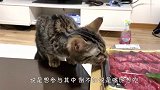 主人吃烤肉却给猫咪吃猫粮，小家伙气坏了，下一秒笑翻了