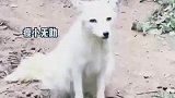“胖”若两人！网友：这狐狸是一人吃了全族得饭吗？