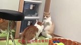 一对橘猫夫妻在闹家庭矛盾，公猫无处可逃，下一秒主人看蒙