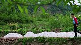 鹿碗儿：教你做炒田螺，简单又好吃