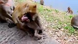 小奶猴不肯断奶，被猴妈这样暴打，猴妈也真是狠心