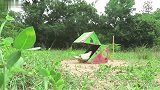 鸽子钻进纸箱里面，结果被套路了