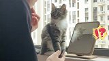 见主人化妆猫咪用爪子暗示