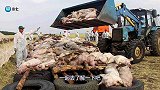 美国人基本不吃猪肉，为啥还能成为养猪大国？看完你还敢吃吗